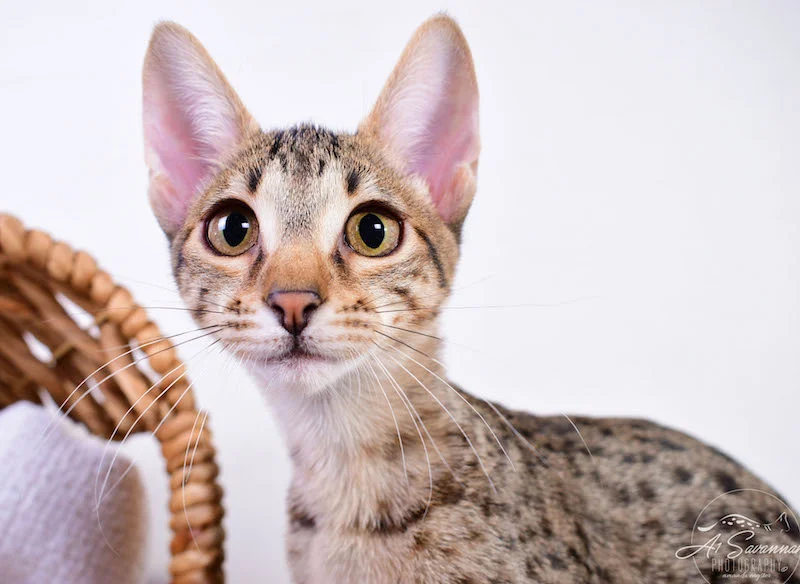 Copy of Carley- A1 Savannahs Female SBT Savannah Kitten - Savannah Cats and Kittens Available