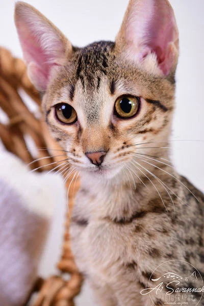 Copy of Carley- A1 Savannahs Female SBT Savannah Kitten - Savannah Cats and Kittens Available