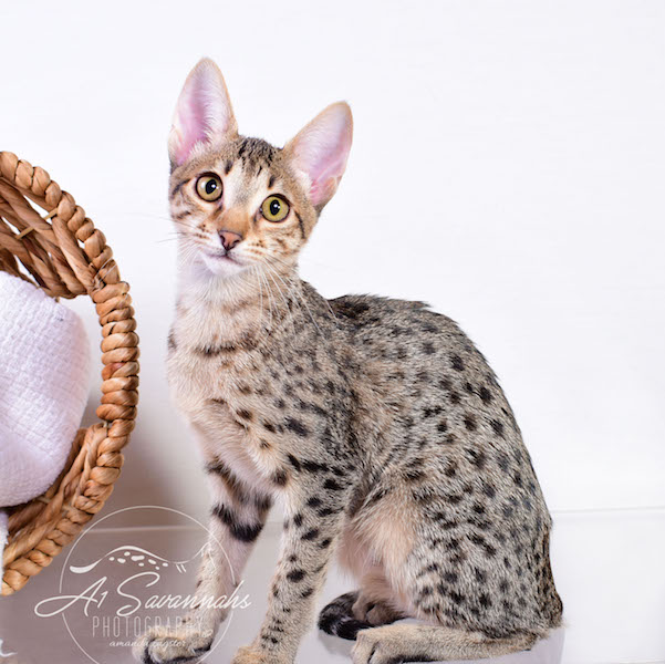Copy of Carley- A1 Savannahs Female SBT Savannah Kitten - Savannah Cats and Kittens Available