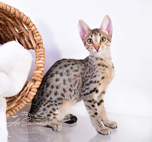 Copy of Carley- A1 Savannahs Female SBT Savannah Kitten - Savannah Cats and Kittens Available