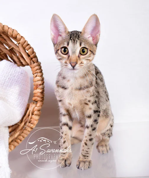 Copy of Carley- A1 Savannahs Female SBT Savannah Kitten - Savannah Cats and Kittens Available