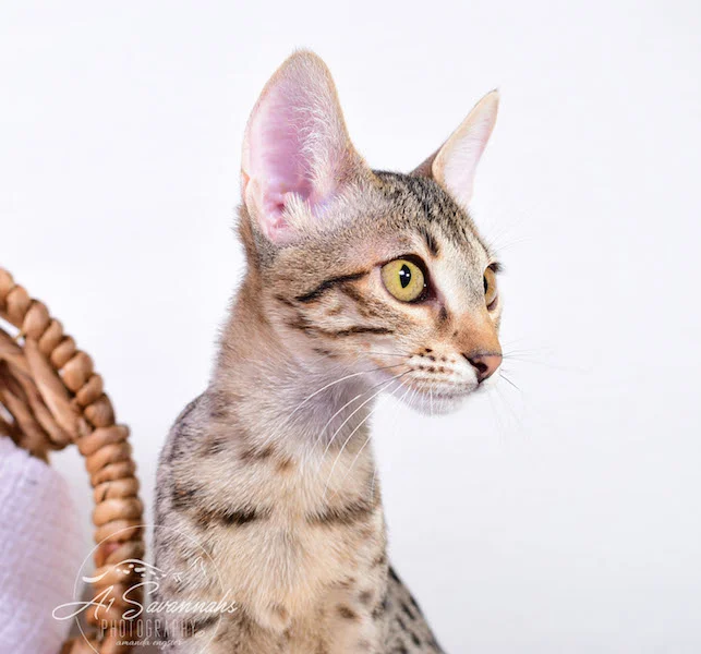 Copy of Carley- A1 Savannahs Female SBT Savannah Kitten - Savannah Cats and Kittens Available