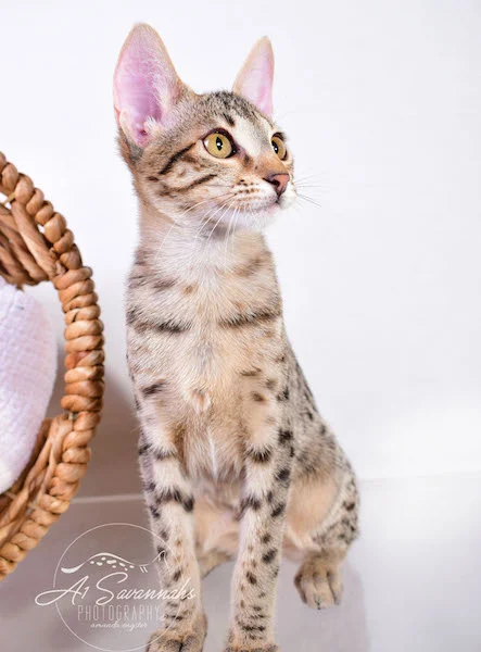 Copy of Carley- A1 Savannahs Female SBT Savannah Kitten - Savannah Cats and Kittens Available