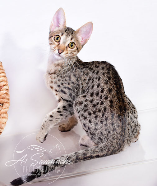 Copy of Carley- A1 Savannahs Female SBT Savannah Kitten - Savannah Cats and Kittens Available
