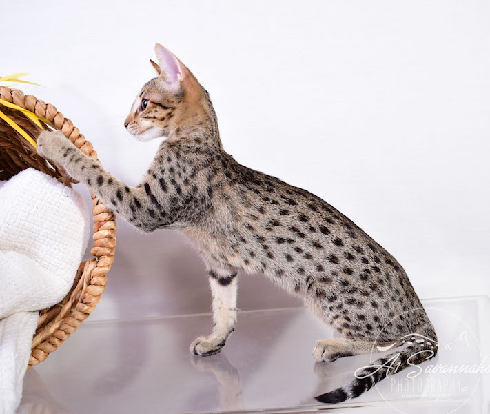 Copy of Carley- A1 Savannahs Female SBT Savannah Kitten - Savannah Cats and Kittens Available