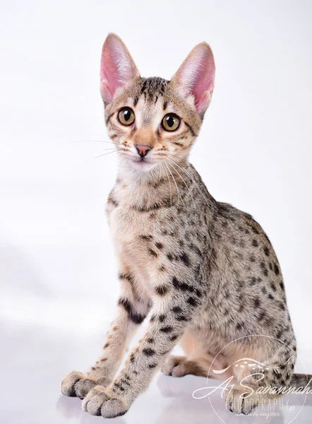 Copy of Carley- A1 Savannahs Female SBT Savannah Kitten - Savannah Cats and Kittens Available