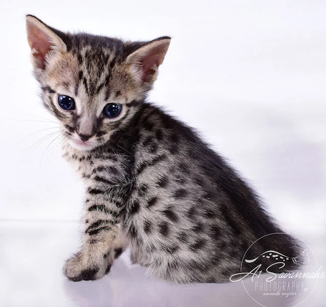 Copy of Alexa - A1 Savannahs Female F4 Savannah Kitten - Savannah Cats and Kittens Available