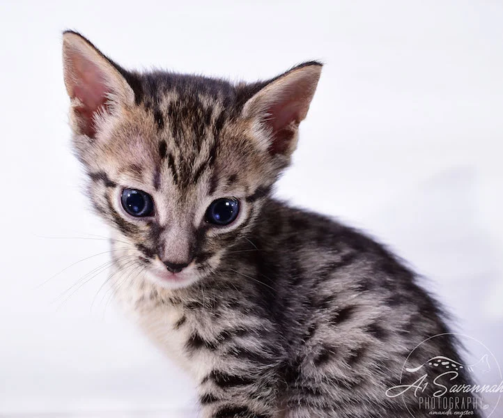 Copy of Alexa - A1 Savannahs Female F4 Savannah Kitten - Savannah Cats and Kittens Available