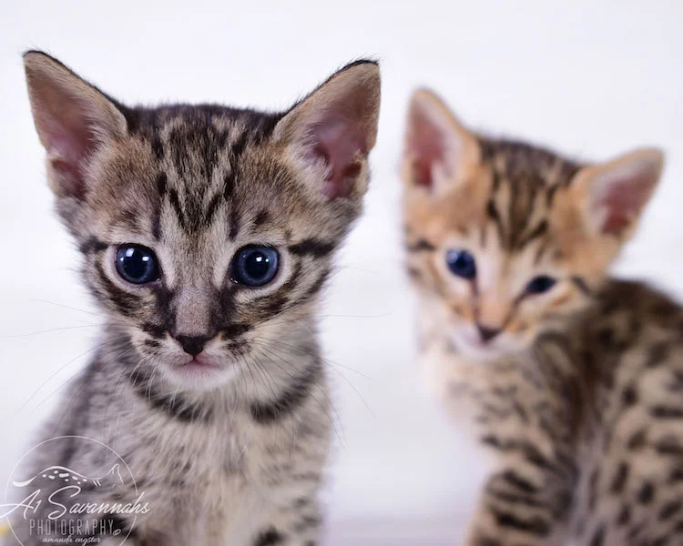 Copy of Alexa - A1 Savannahs Female F4 Savannah Kitten - Savannah Cats and Kittens Available
