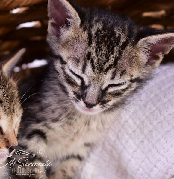 Copy of Alexa - A1 Savannahs Female F4 Savannah Kitten - Savannah Cats and Kittens Available