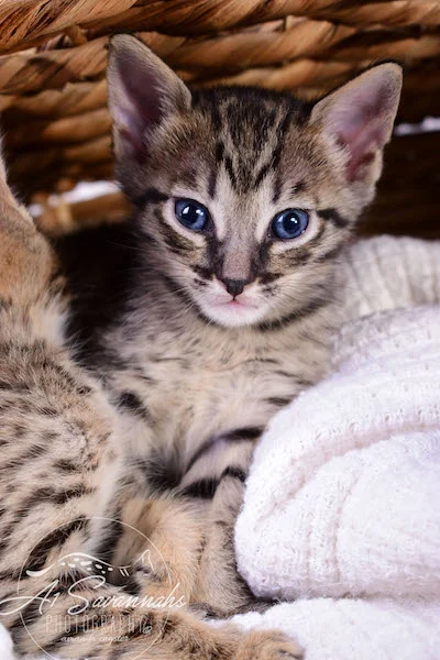 Copy of Alexa - A1 Savannahs Female F4 Savannah Kitten - Savannah Cats and Kittens Available