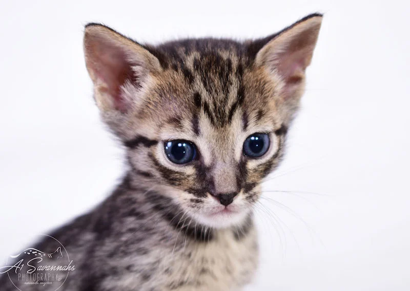 Copy of Alexa - A1 Savannahs Female F4 Savannah Kitten - Savannah Cats and Kittens Available