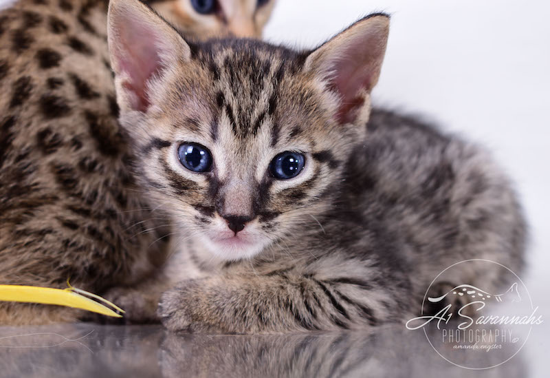 Copy of Alexa - A1 Savannahs Female F4 Savannah Kitten - Savannah Cats and Kittens Available
