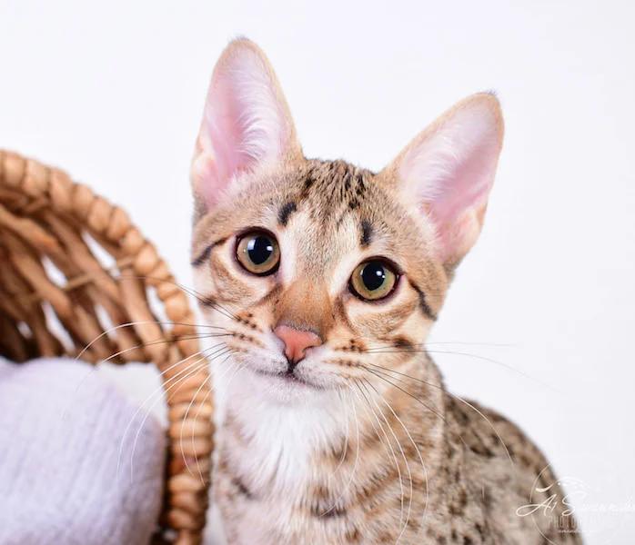 Camila - A1 Savannahs Female SBT Savannah Kitten - Savannah Cats and Kittens Available