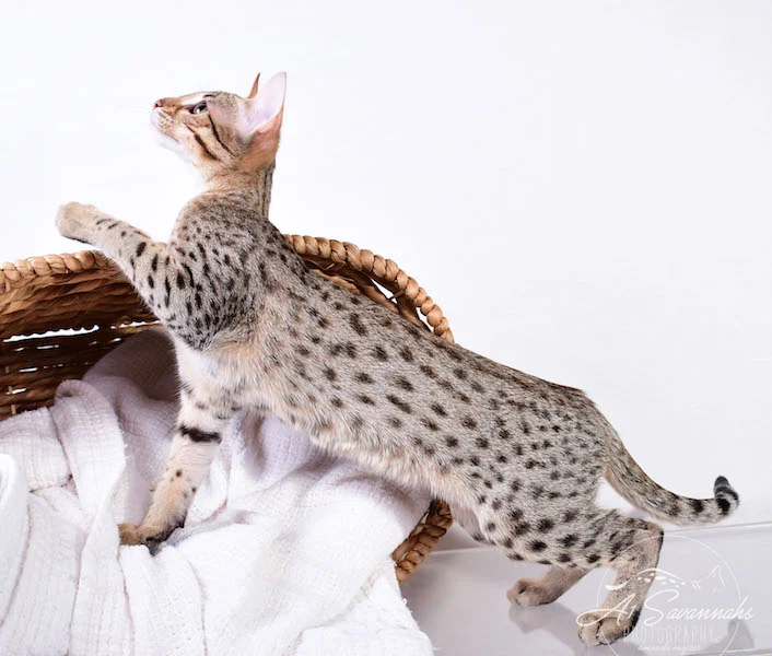 Camila - A1 Savannahs Female SBT Savannah Kitten - Savannah Cats and Kittens Available