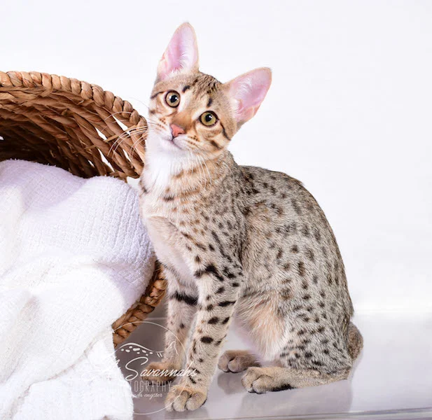 Camila - A1 Savannahs Female SBT Savannah Kitten - Savannah Cats and Kittens Available