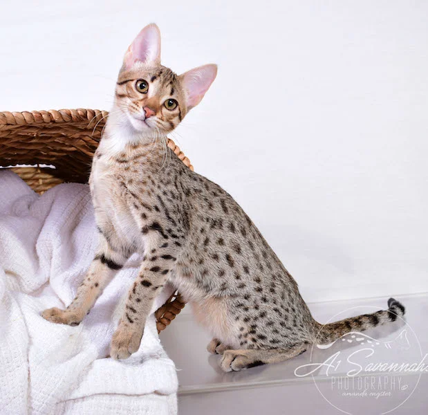 Camila - A1 Savannahs Female SBT Savannah Kitten - Savannah Cats and Kittens Available
