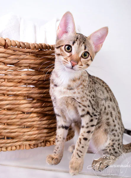 Camila - A1 Savannahs Female SBT Savannah Kitten - Savannah Cats and Kittens Available