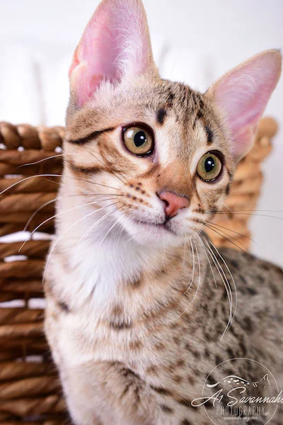 Camila - A1 Savannahs Female SBT Savannah Kitten - Savannah Cats and Kittens Available