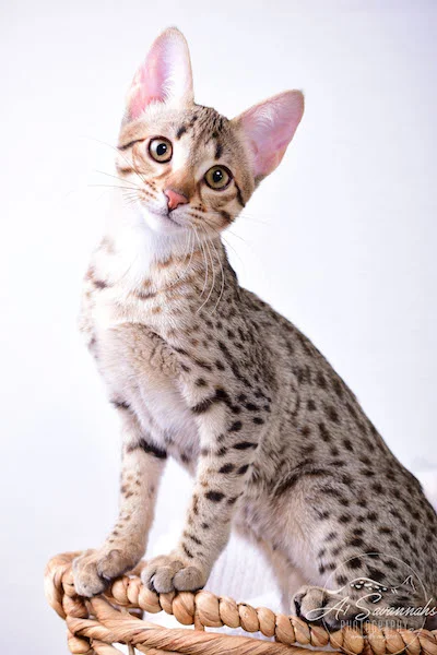 Camila - A1 Savannahs Female SBT Savannah Kitten - Savannah Cats and Kittens Available