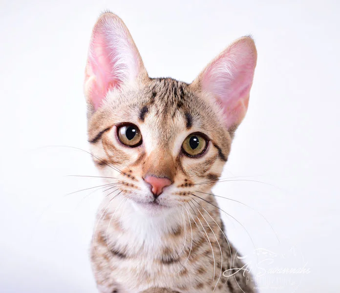 Camila - A1 Savannahs Female SBT Savannah Kitten - Savannah Cats and Kittens Available
