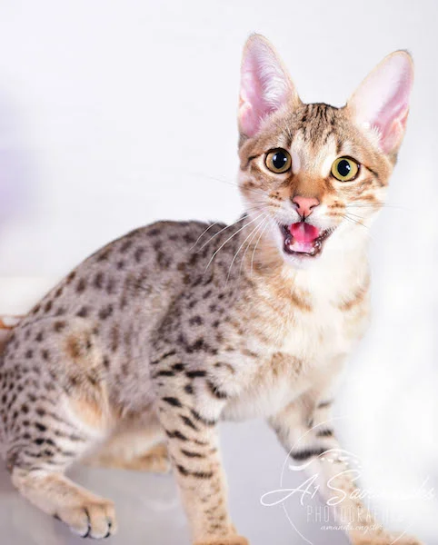 A1 Savannahs Cara - SBT Savannah Female - Savanna cat and kittens available