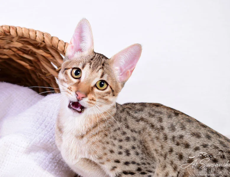 A1 Savannahs Cara - SBT Savannah Female - Savanna cat and kittens available