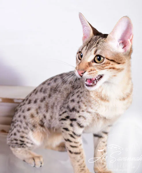 A1 Savannahs Cara - SBT Savannah Female - Savanna cat and kittens available