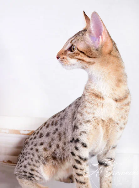 A1 Savannahs Cara - SBT Savannah Female - Savanna cat and kittens available