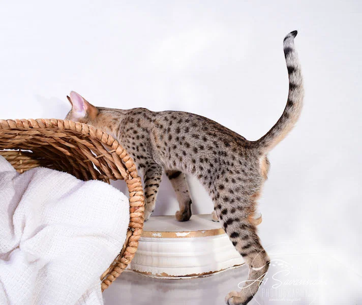 A1 Savannahs Cara - SBT Savannah Female - Savanna cat and kittens available