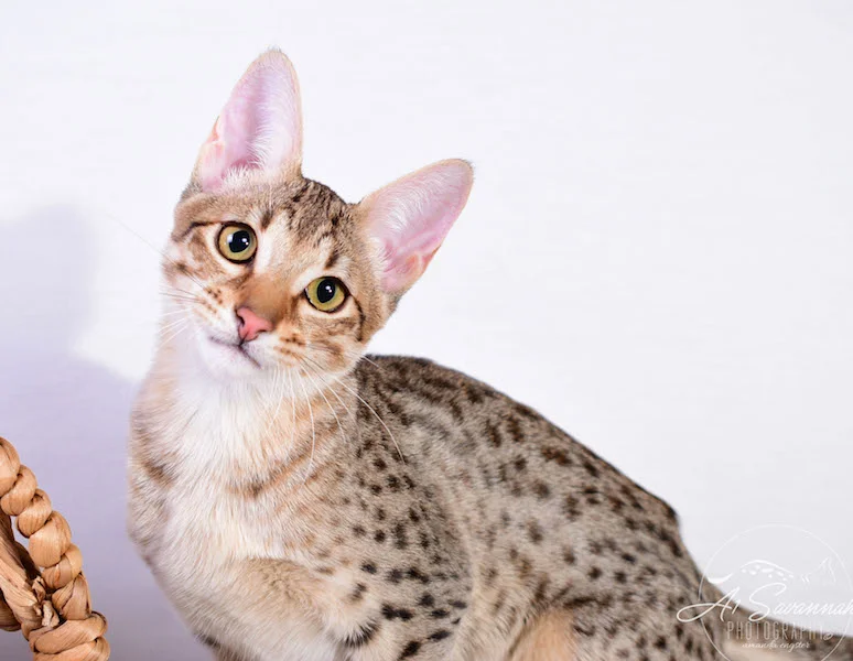 A1 Savannahs Cara - SBT Savannah Female - Savanna cat and kittens available