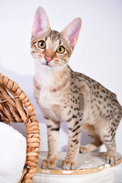 A1 Savannahs Cara - SBT Savannah Female - Savanna cat and kittens available