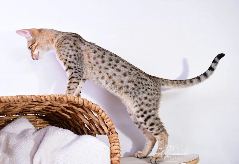 A1 Savannahs Cara - SBT Savannah Female - Savanna cat and kittens available