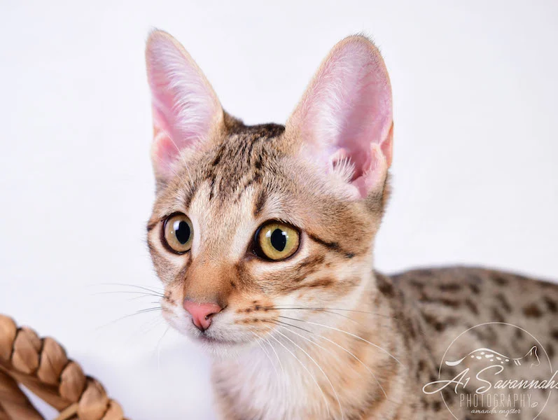 A1 Savannahs Cara - SBT Savannah Female - Savanna cat and kittens available