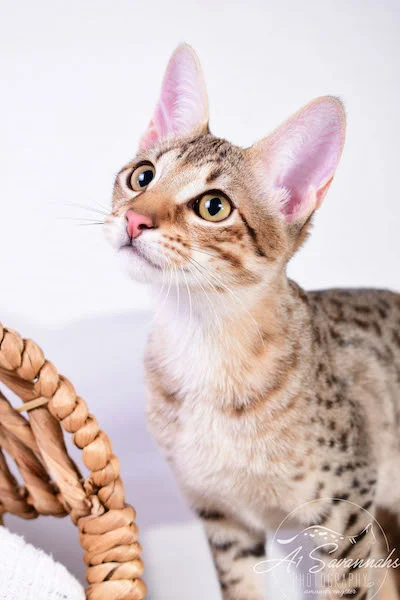 A1 Savannahs Cara - SBT Savannah Female - Savanna cat and kittens available