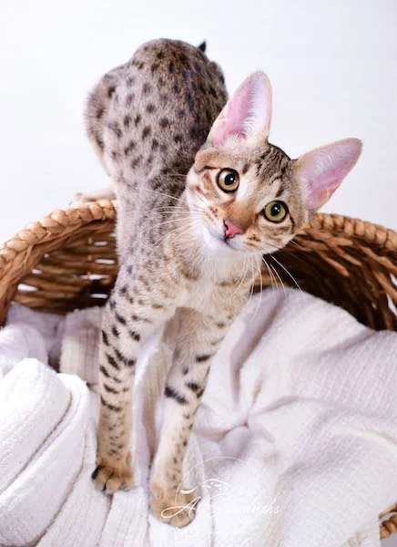 A1 Savannahs Cara - SBT Savannah Female - Savanna cat and kittens available