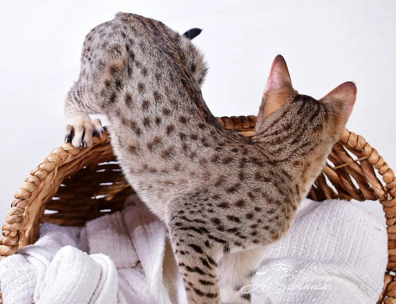 A1 Savannahs Cara - SBT Savannah Female - Savanna cat and kittens available