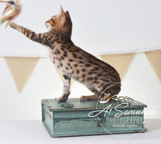 A1Savannahs Howie F5A Male Savannah Kitten