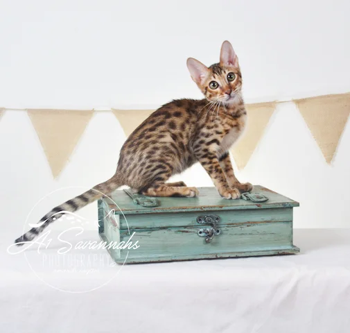 A1Savannahs Howie F5A Male Savannah Kitten