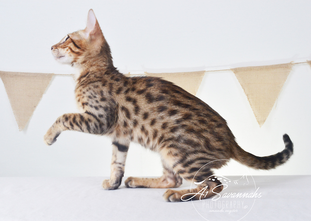 A1Savannahs Howie F5A Male Savannah Kitten