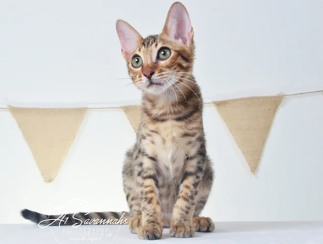 A1Savannahs Howie F5A Male Savannah Kitten