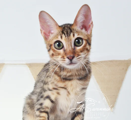 A1Savannahs Howie F5A Male Savannah Kitten