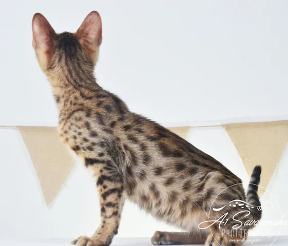 A1Savannahs Howie F5A Male Savannah Kitten