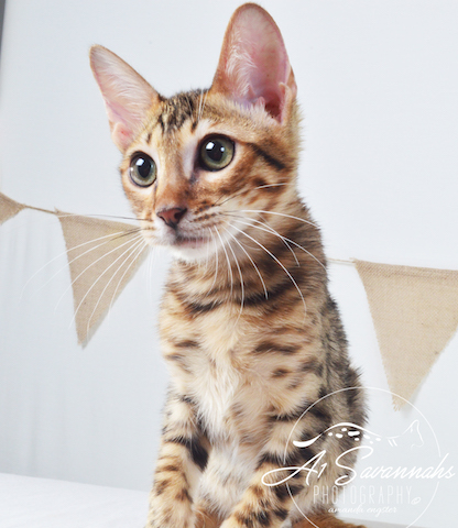 A1Savannahs Howie F5A Male Savannah Kitten