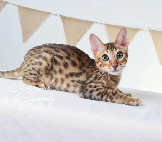 A1Savannahs Howie F5A Male Savannah Kitten
