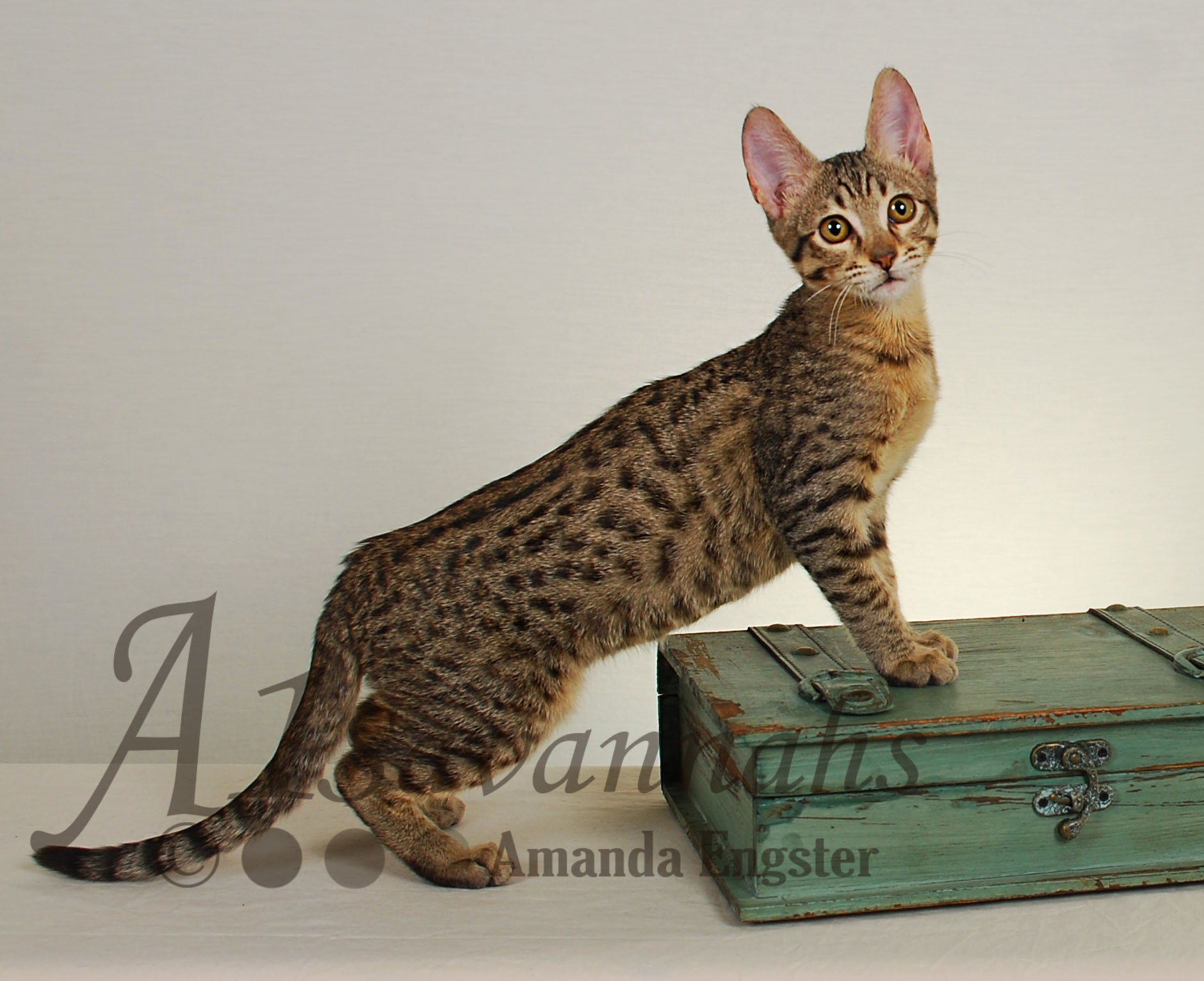 A1Savannahs Carter SBT Male Savannah Kitten