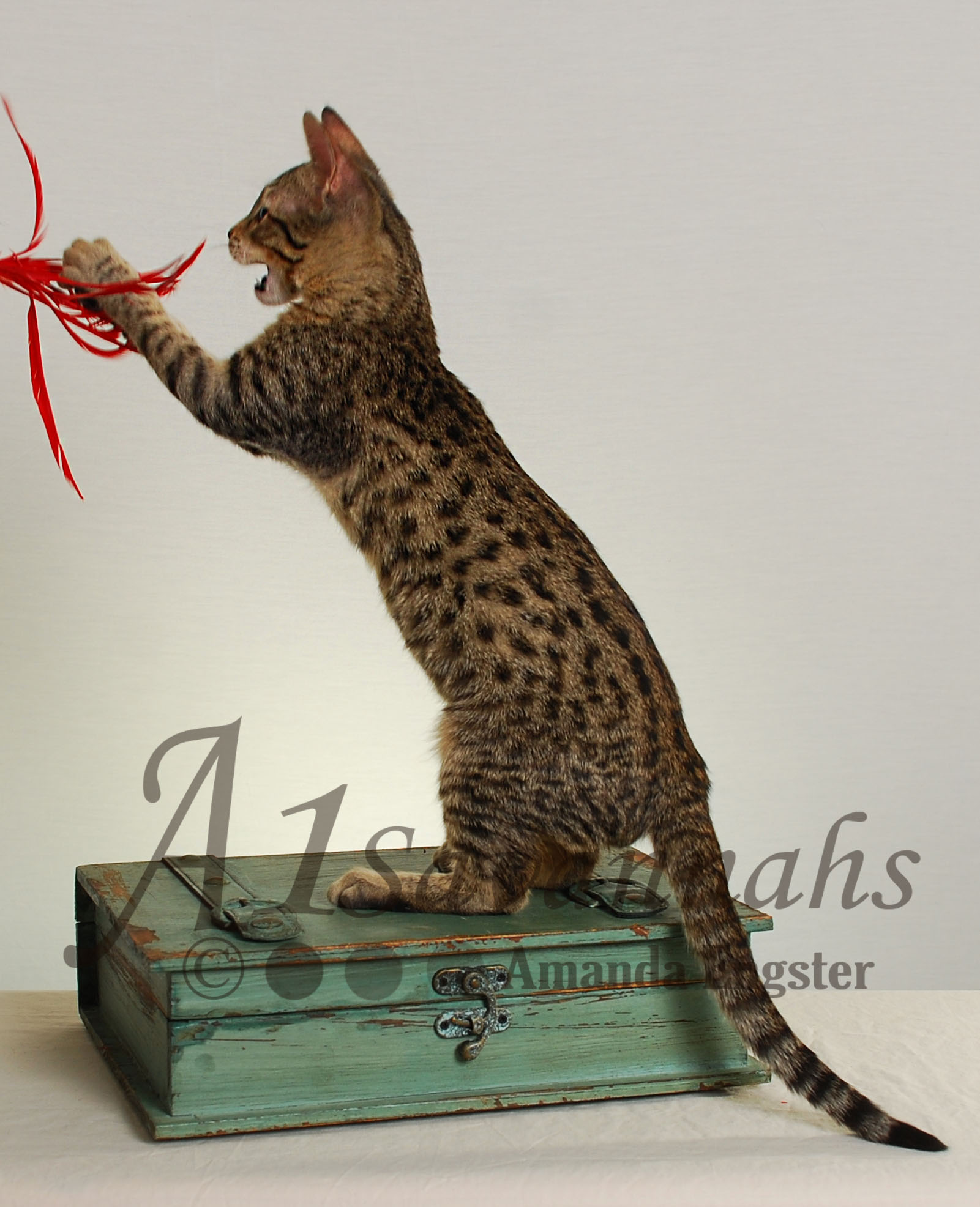 A1Savannahs Carter SBT Male Savannah Kitten