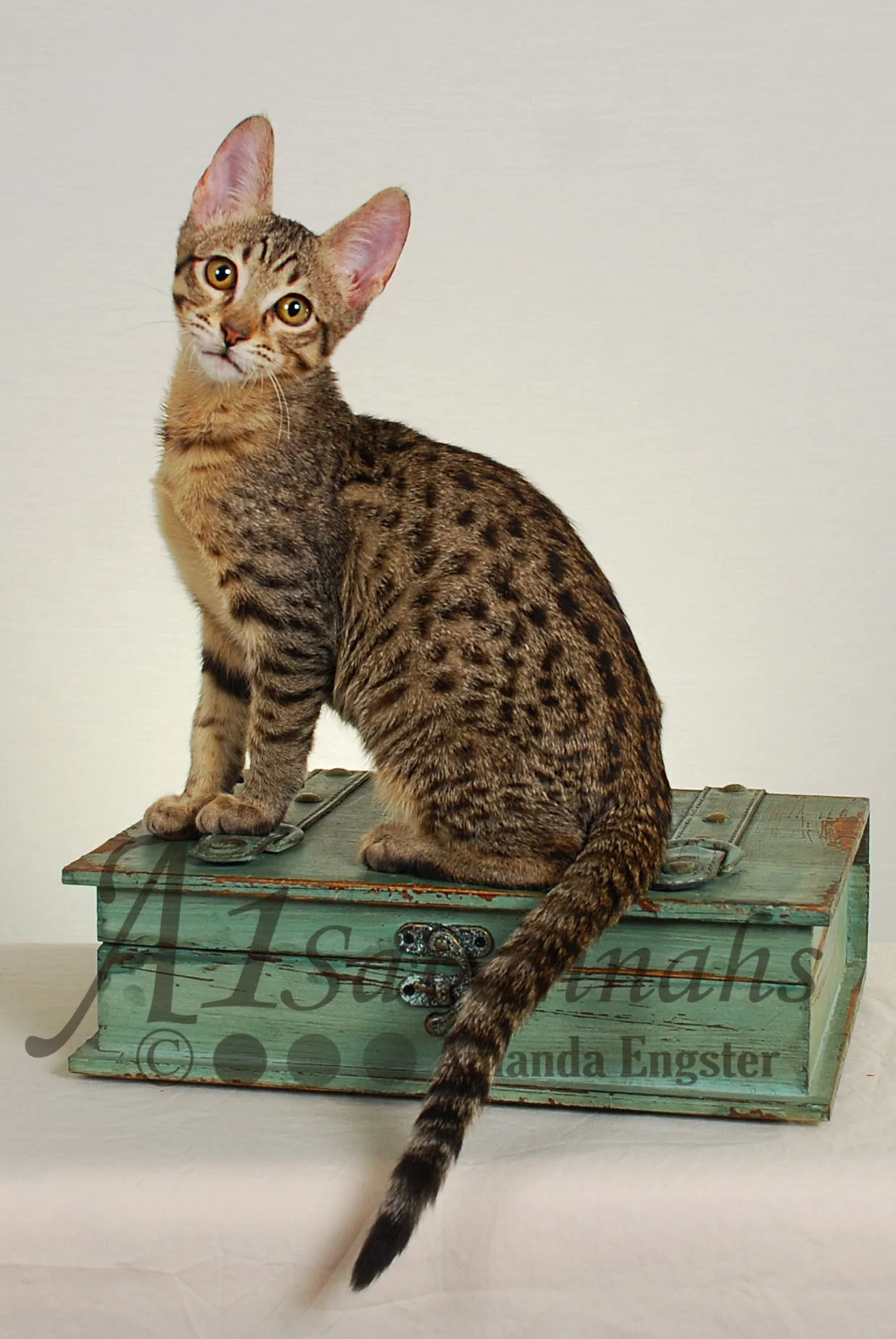 A1Savannahs Carter SBT Male Savannah Kitten
