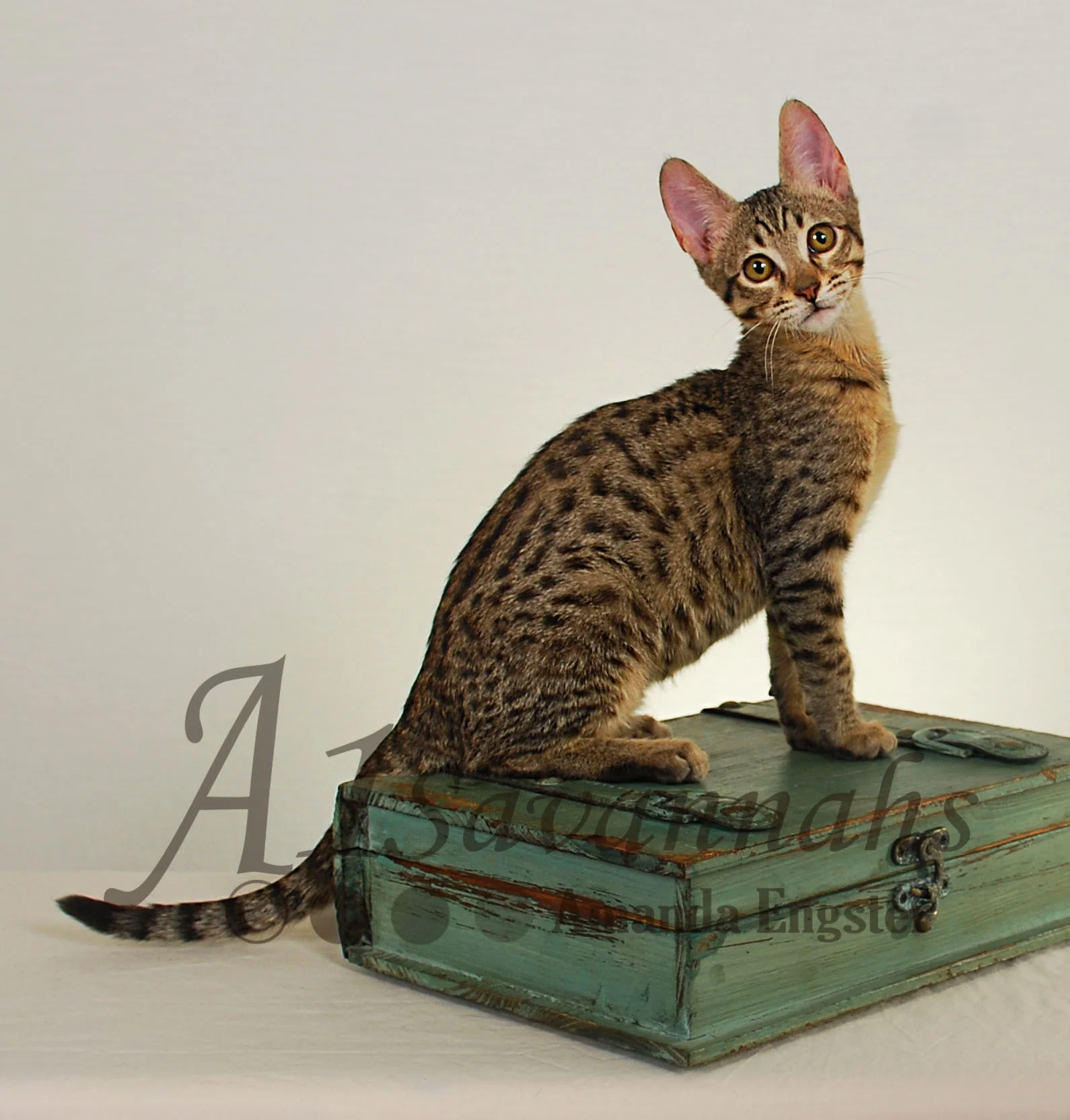 A1Savannahs Carter SBT Male Savannah Kitten