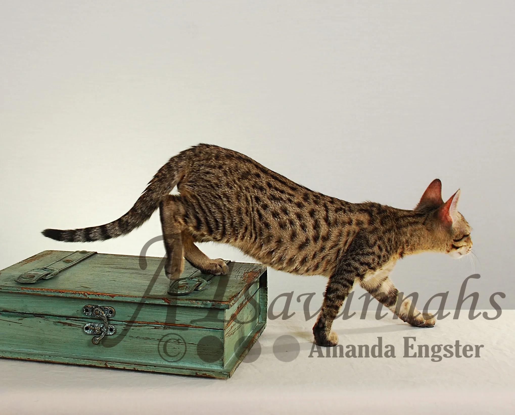 A1Savannahs Carter SBT Male Savannah Kitten